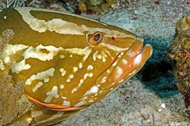 Image result for Epinephelus striatus