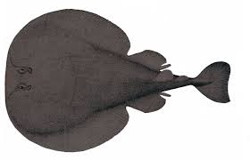 Image result for Torpedo torpedo