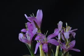 Attēlu rezultāti vaicājumam “Colchicum szovitsii subsp. szovitsii”