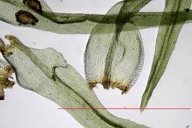 Attēlu rezultāti vaicājumam “Ulota crispa sporophyte”