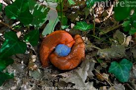 Attēlu rezultāti vaicājumam “Arion rufus”