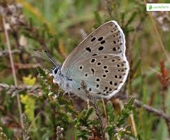 Attēlu rezultāti vaicājumam “Phengaris arion upperside”