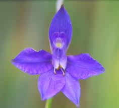 Image result for Consolida ajacis oder Consolida regalis