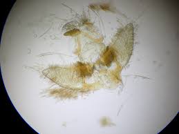 Attēlu rezultāti vaicājumam “Agonopterix ciliella imago”