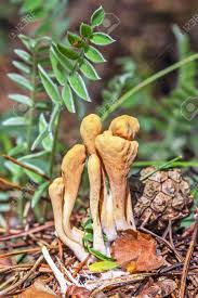 Attēlu rezultāti vaicājumam “Clavariadelphus ligula”