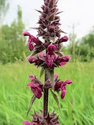 Attēlu rezultāti vaicājumam “Stachys sylvatica”