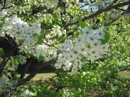 Attēlu rezultāti vaicājumam “Pyrus”