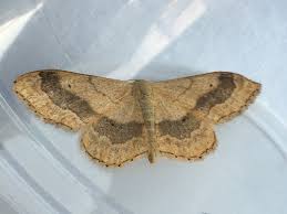 Attēlu rezultāti vaicājumam “Idaea aversata”