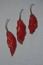 Afbeeldingsresultaat voor chili maya hot pepper hot pepper