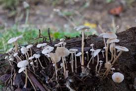 Attēlu rezultāti vaicājumam “Collybia cirrhata”