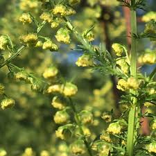 Image result for Artemisia annua