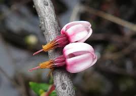 Attēlu rezultāti vaicājumam “Vaccinium vitis-idaea flower”