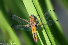 Attēlu rezultāti vaicājumam “Libellula fulva”