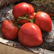 Afbeeldingsresultaat voor butter and bull heart tomato