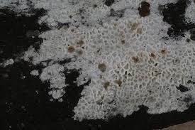 Attēlu rezultāti vaicājumam “Ceriporia”