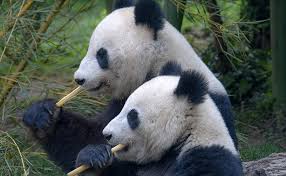 Résultat de recherche d'images pour "pandas"