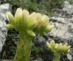 Attēlu rezultāti vaicājumam “Jovibarba globifera fruit”
