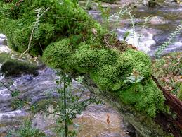 Attēlu rezultāti vaicājumam “Bazzania trilobata”