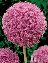 Attēlu rezultāti vaicājumam “Allium cepa flower”