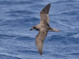 Image result for Pterodroma feae