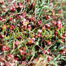 Attēlu rezultāti vaicājumam “Cuscuta epithymum subsp. trifolii flower”