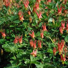 Attēlu rezultāti vaicājumam “Aquilegia vulgaris leaf”