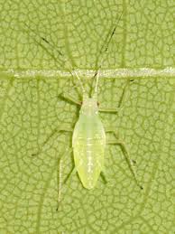 Attēlu rezultāti vaicājumam “Drepanosiphum platanoidis”