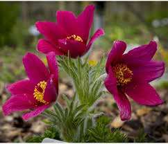 Image result for Kuhschelle