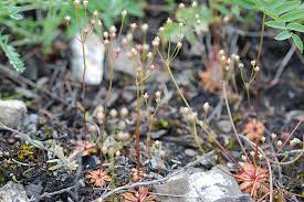 Attēlu rezultāti vaicājumam “Androsace septentrionalis”