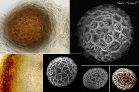 Attēlu rezultāti vaicājumam “Badhamiopsis praetermissa macro”