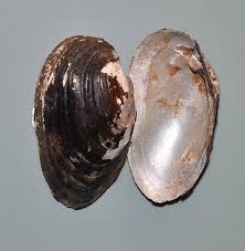 Attēlu rezultāti vaicājumam “Unio crassus”