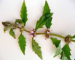 Attēlu rezultāti vaicājumam “Lycopus europaeus leaf”