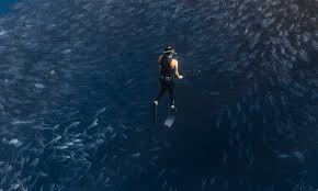 Image result for Tornado Divers