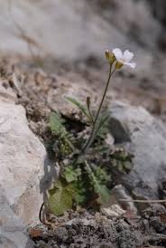 Attēlu rezultāti vaicājumam “Cardaminopsis arenosa”