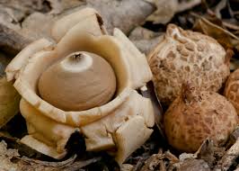 Attēlu rezultāti vaicājumam “Geastrum”