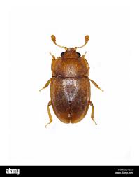 Attēlu rezultāti vaicājumam “Glischrochilus quadripunctatus imago”