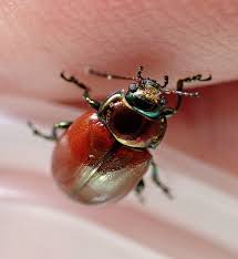 Attēlu rezultāti vaicājumam “Chrysolina staphylaea”