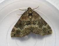 Attēlu rezultāti vaicājumam “Perizoma bifaciata”