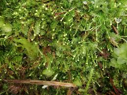 Attēlu rezultāti vaicājumam “Calypogeia”