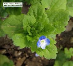 Attēlu rezultāti vaicājumam “Veronica persica leaf”