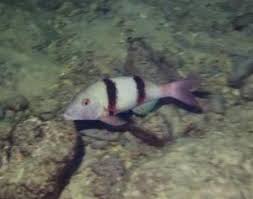 Image result for Parupeneus trifasciatus