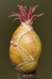 Attēlu rezultāti vaicājumam “Corylus avellana female flower”