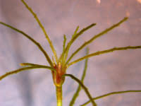 Attēlu rezultāti vaicājumam “Najas tenuissima leaf”