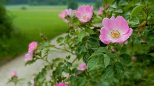 Attēlu rezultāti vaicājumam “Rosa canina”