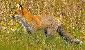 Image result for Hartlepool Coyotes