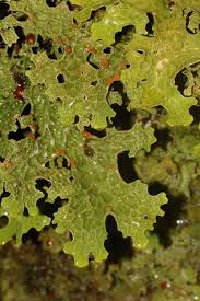 Attēlu rezultāti vaicājumam “Plectocarpon lichenum”