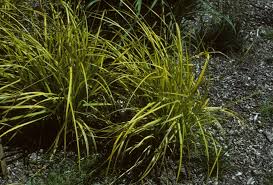Attēlu rezultāti vaicājumam “Carex elata flower”