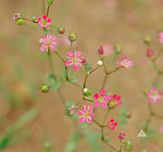 Image result for Gypsophila elegans