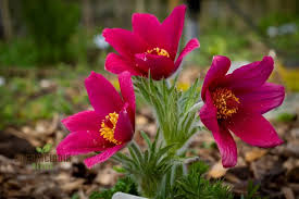 Attēlu rezultāti vaicājumam “Pulsatilla vulgaris flower”
