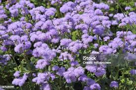 Image result for Leberbalsam